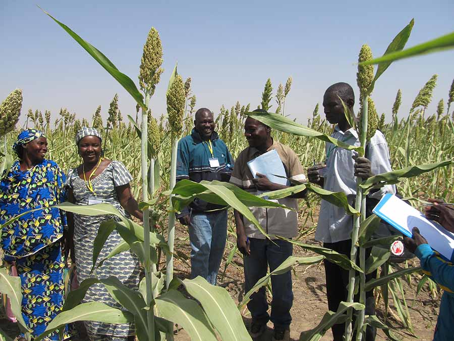 OGCEYOD Cameroon Sorghum for Prosperity; Fairtrade Future Produce for Vulnerable Regions in Cameroon